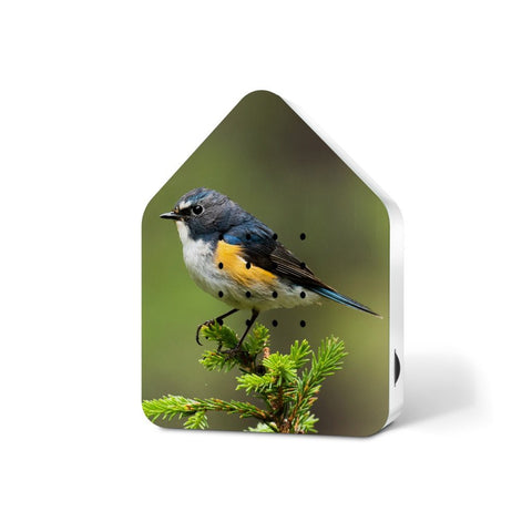 Limited Edition 'Listen to Nature' - Red-flanked Bluetit-Nook & Cranny Gift Store-2019 National Gift Store Of The Year-Ireland-Gift Shop