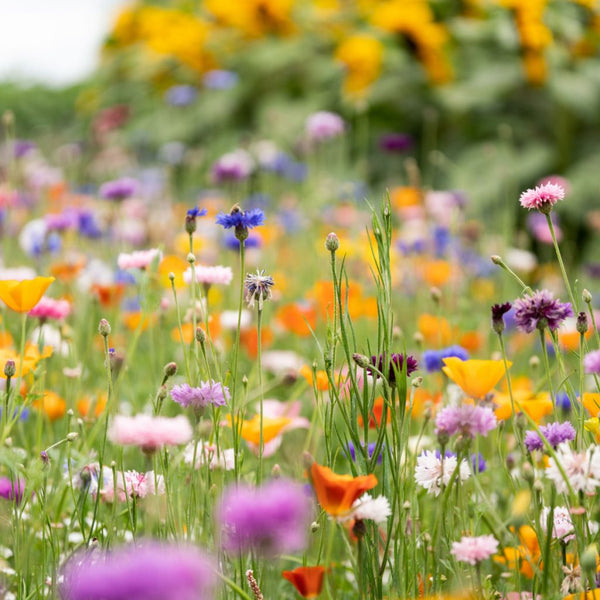 Blossombs - The Gift of Nature (Flowers for You!)-Nook & Cranny Gift Store-2019 National Gift Store Of The Year-Ireland-Gift Shop